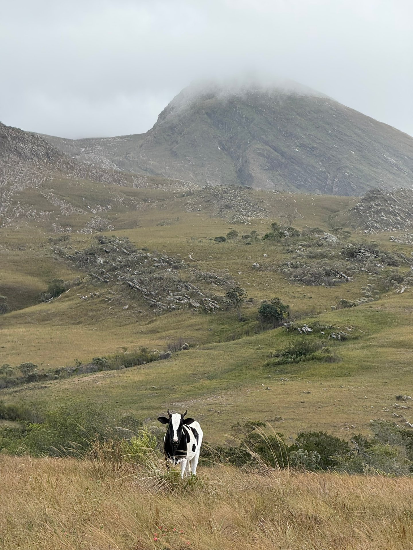 Vaca em campo aberto com o pico da serra coberto por névoa ao fundo