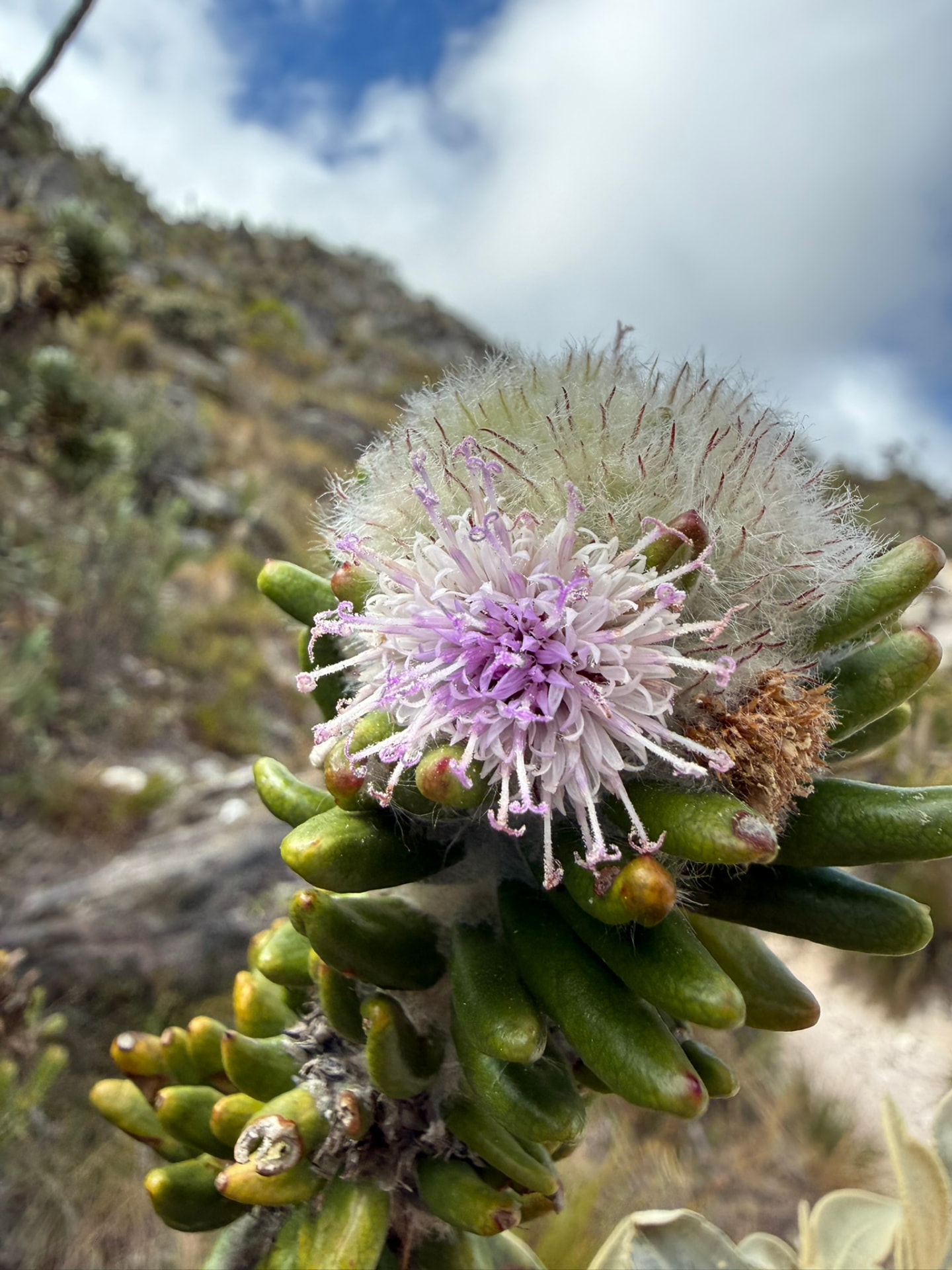 Flor roxa do campo rupestre em close, com a serra ao fundo