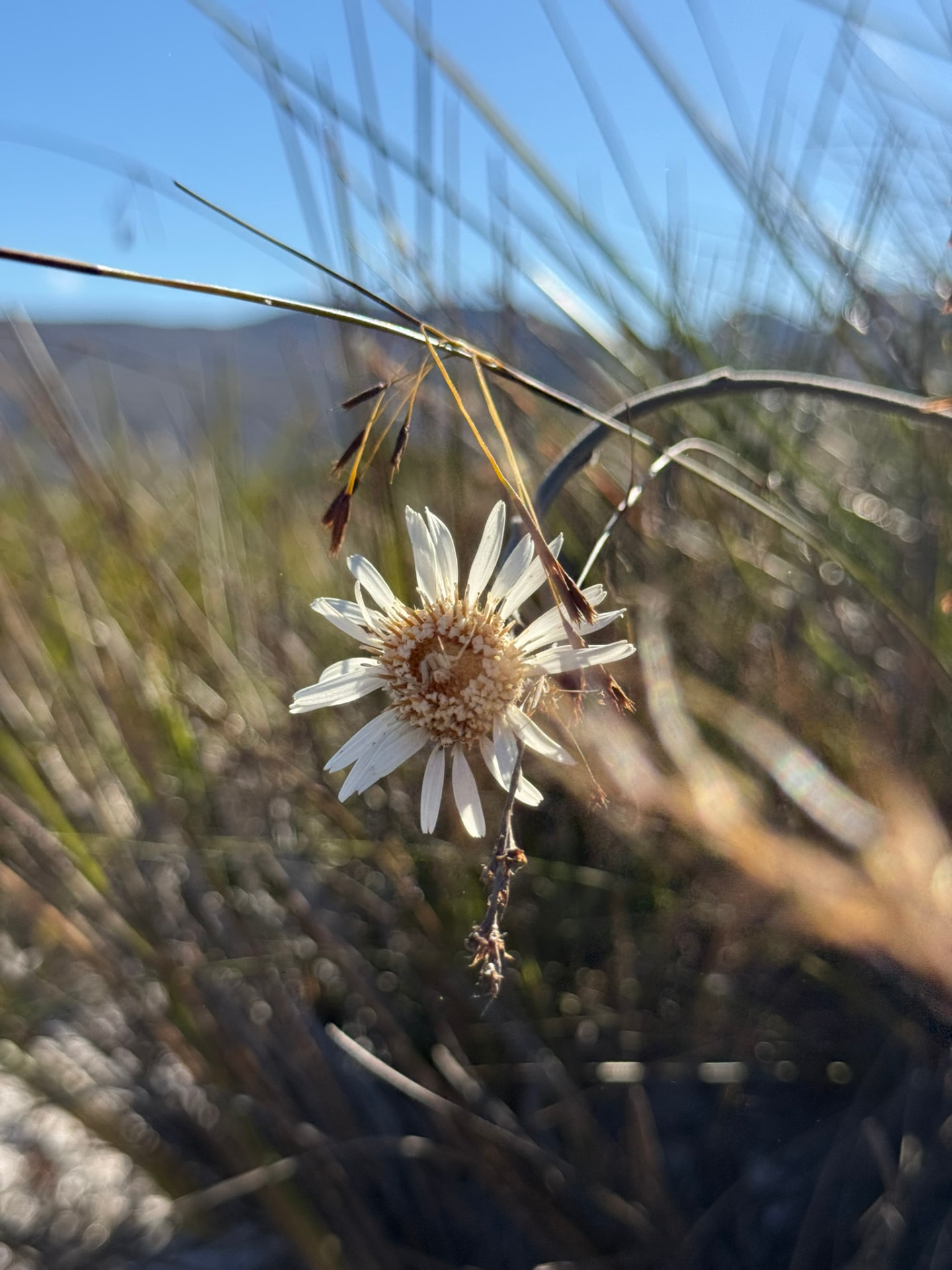 Flor branca do campo rupestre iluminada pelo sol